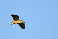 20032 Nycticorax nycticorax (Nitticora)